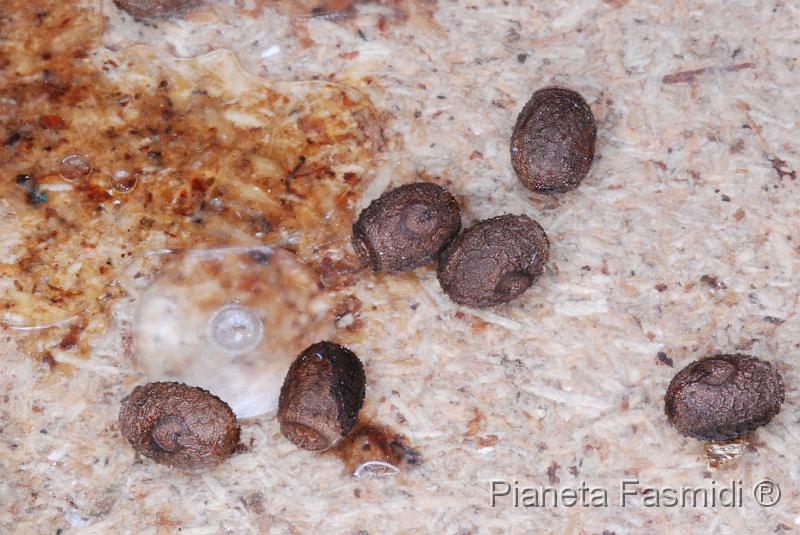 Lamponius guerini - Uova 01.JPG